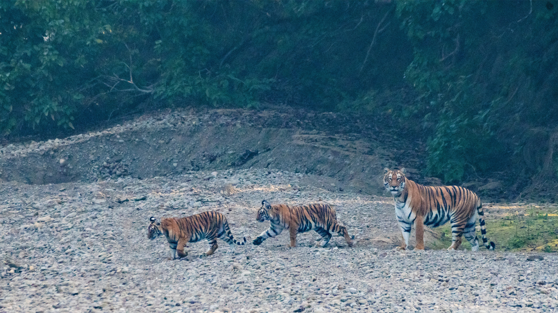 tiger-deepak rajbanshi-bardiya-wildlife1706927193.jpg